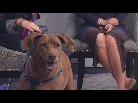 Sweet Weimaraner needs a forever home - YouTube