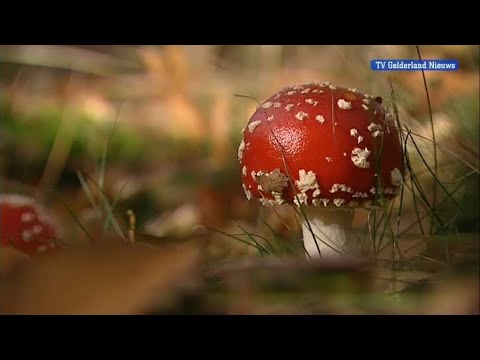 GLD Nieuws 26 oktober 2012 - Nieuws