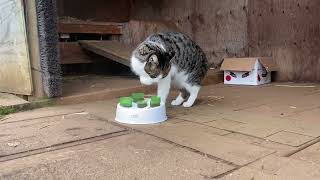 Violet F1 Savannah Cat Educational Video
