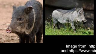 Video: In Leviticus 11:7, God forbids Pig and Swine - Aaron Youtube