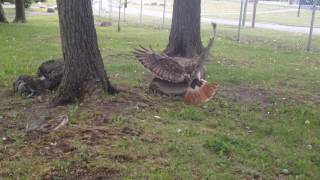 Hawk vs ground hog VMP