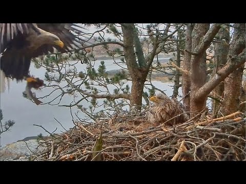 2017/05/06 11h04m Norwegian WTE Nest~Baron brings big fish~