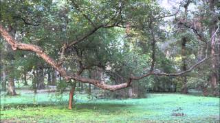 Devin Townsend - Casualties of Cool - Daddy