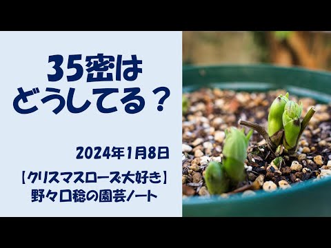2024年の満月の日付 段階に応じて月を使ってガーデニングをする方法 庭に何を植えるか