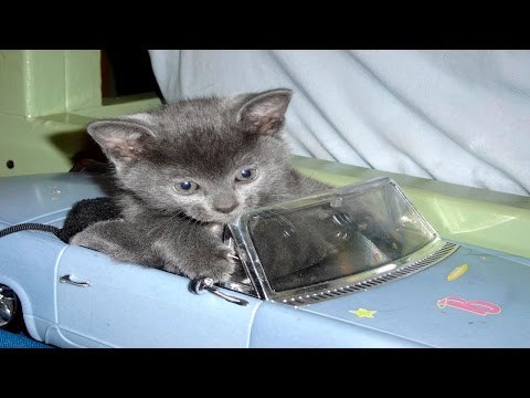 Funny dog videos - Kitty dog and remote controlled car