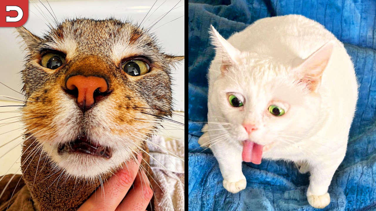 Funniest Cat Videos Ever (Part 2)