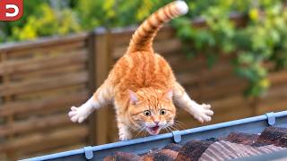 Funniest Cat Videos on the Internet