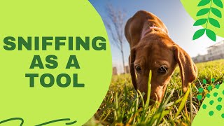 Using Sniffing on Walks as Reinforcement