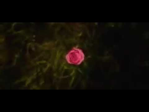 @Theo rose⚡🔗☆Aș renunța (official music)