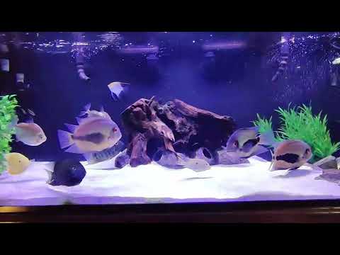 Proper Wave maker positioning will keep your sand substrate clean