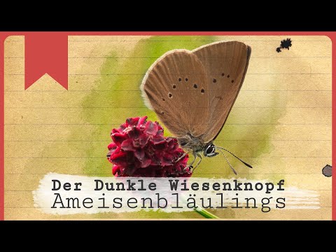 Adoption in der Ameisenkolonie: Der Dunkle Wiesenknopf-Ameisenbläuling