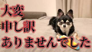 【謝罪】皆様にお詫びいたします。 #犬との暮らし #chihuahua #dog #チワワ #可愛い