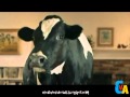 California Milk Talking Cow Commercial