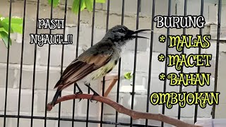 Download lagu KING KONIN TROTOL GACOR COCOK BUAT PANCINGAN BURUNG MALES & MACET BUNYI mp3 Download lagu KING KONIN TROTOL GACOR COCOK BUAT PANCINGAN BURUNG MALES & MACET BUNYI mp3
