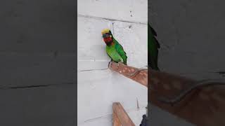 Download lagu burung takur gacor mp3