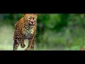 Maasthi Gudi Tiger Attack In Village Duniya Vijay Amulya Kriti Kharbanda Fight Scene