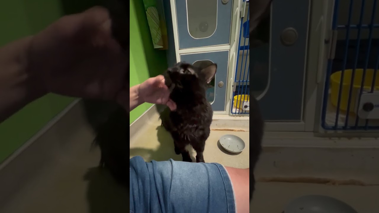 Enlarge Jamaica, a Adoptable Domestic Long Hair in Oyster Bay, NY video 3/3