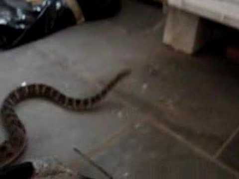 Bothrops leucurus Fast Bite!!