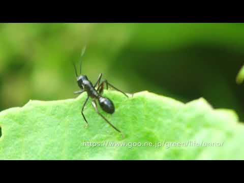 アリギリスの幼虫　Ant mimic grasshopper　　Macroxiphus sp.