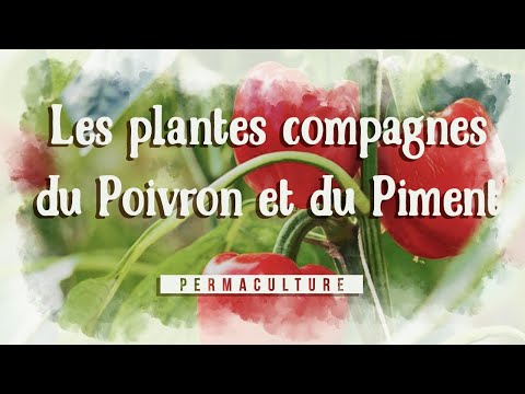 , title : 'Les plantes compagnes du poivron et du piment #permaculture'