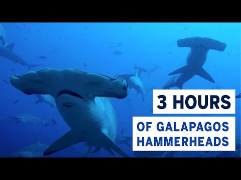 THREE HOURS of the World's Best Dive: Thousands of Hammerhead Sharks in the Galapagos Islands