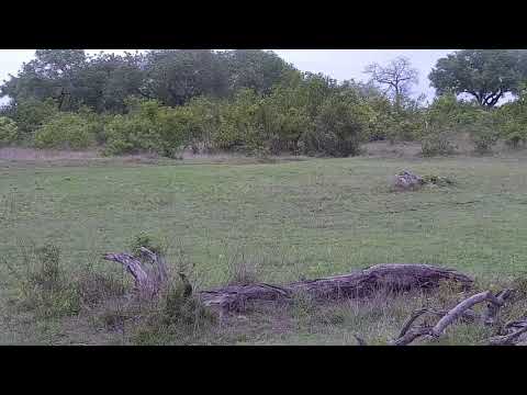Djuma: Impalas with some sparring and then Oxpecker - 08:44 - 11/25/21