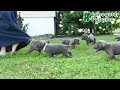 Cane Corso dogs for sale: Sugar - Video 1