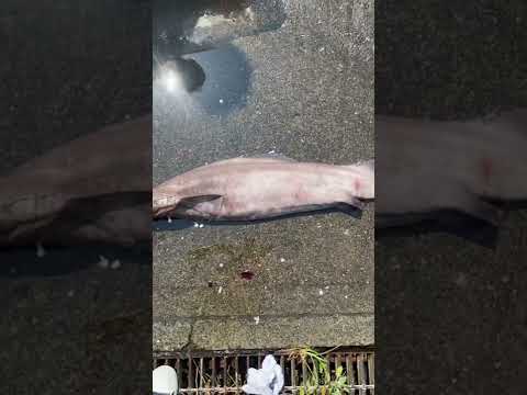 【深海魚】サガミザメ #shorts