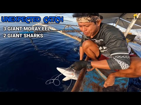 Kitang PALANGRE hunting for Giant grouper | catch and cook p1