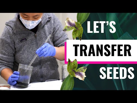 How to Transfer Orchid Seeds (Replating) - After Germination, What's Next? Grow Orchids From Seed