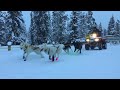 Siberian Huskies Excitedly Pull Sleds On Snowy Day 1277355