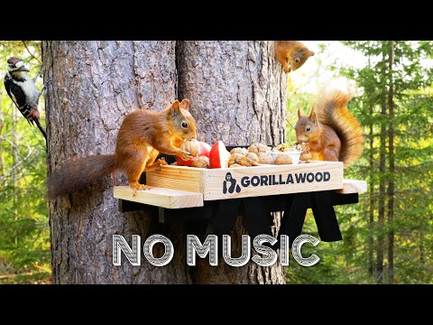 Gorilla Wood Squirrel Feeder - Relax with Squirrels and Birdsong (4K)