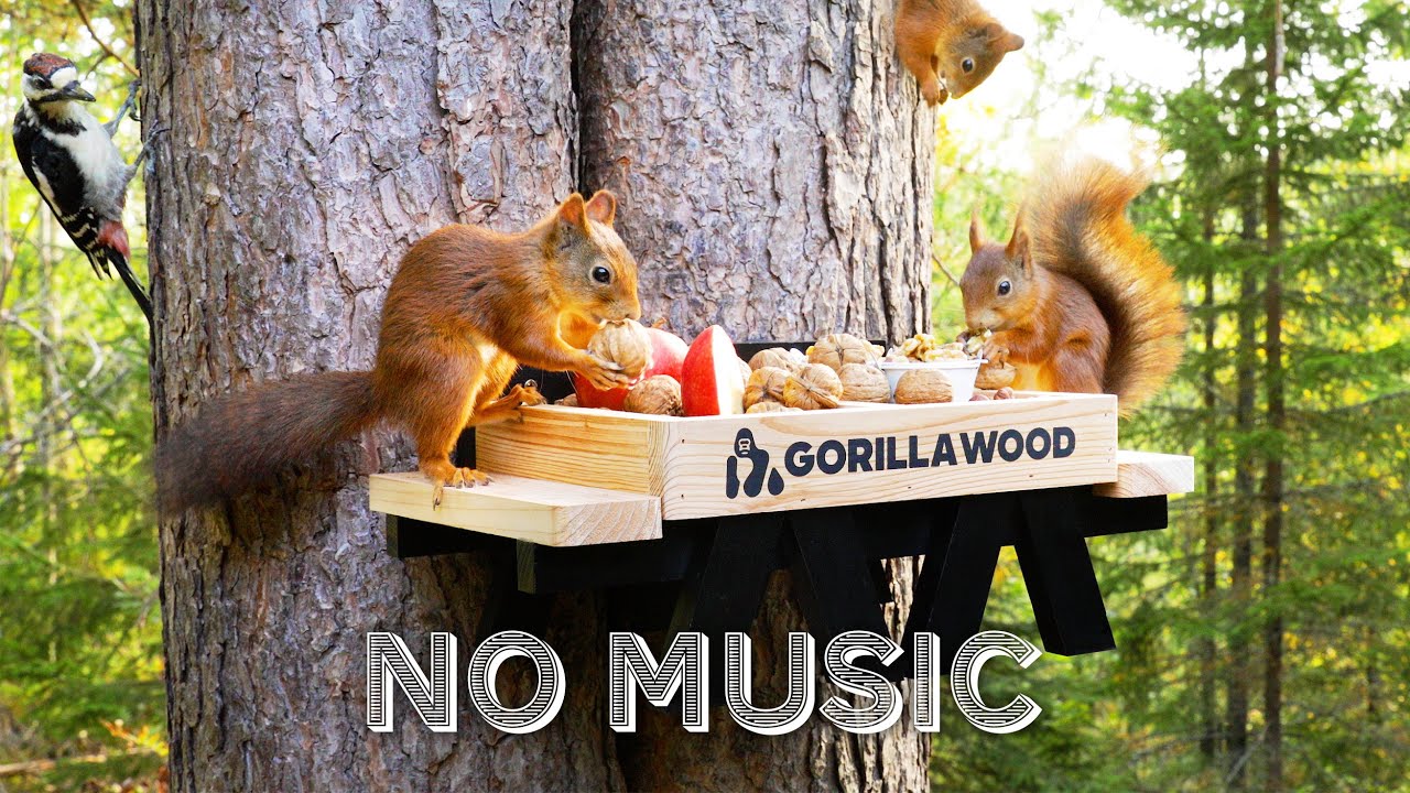 Gorilla Wood Squirrel Feeder - Relax with Squirrels and Birdsong (4K)