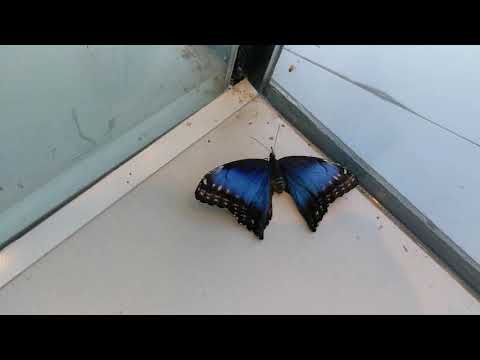 At Butterfly House in Sharjah 12.12.2017