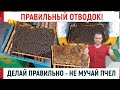 Делай ПРАВИЛЬНЫЙ отводок! Не мучай пчел!