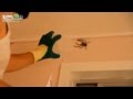 Как поймать насекомое или паука в доме 