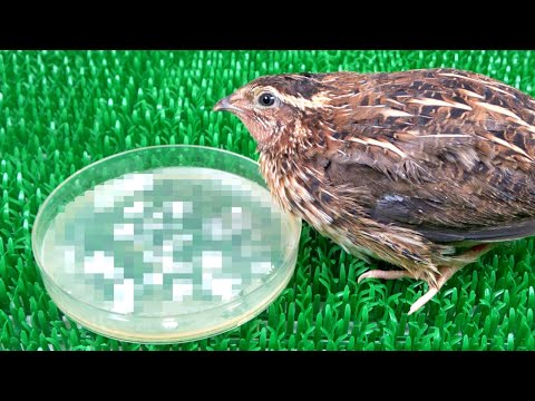 ウズラの汚さを可視化したらキモすぎた