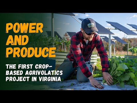 Power and Produce: Virginia's First Crop-Based Agrivoltaics Project