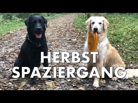 Cedric der Labrador - 129 | Herbstspaziergang