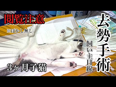 去勢手術を受けた猫は繁殖したいのでしょうか?