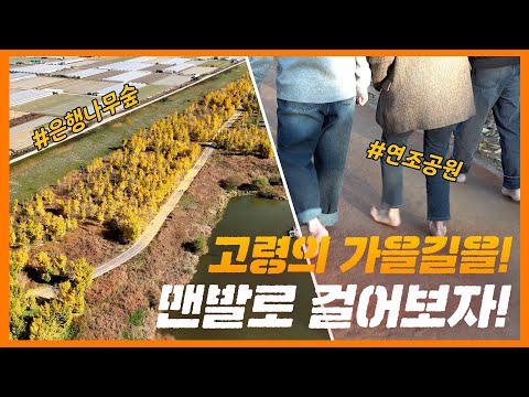 황금빛으로 물든 고령! 맨발로 느끼는 고령! ㅣ 고령 은행나무숲 ㅣ 좌학공원 ㅣ 연조공원