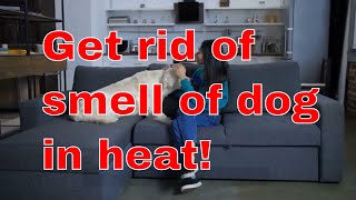 How To Get Rid Of The Smell Of A Dog In Heat [Expert Guide]