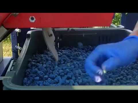 Zbiór jagody kamczackiej JAREK 5 /Haskap Harvester