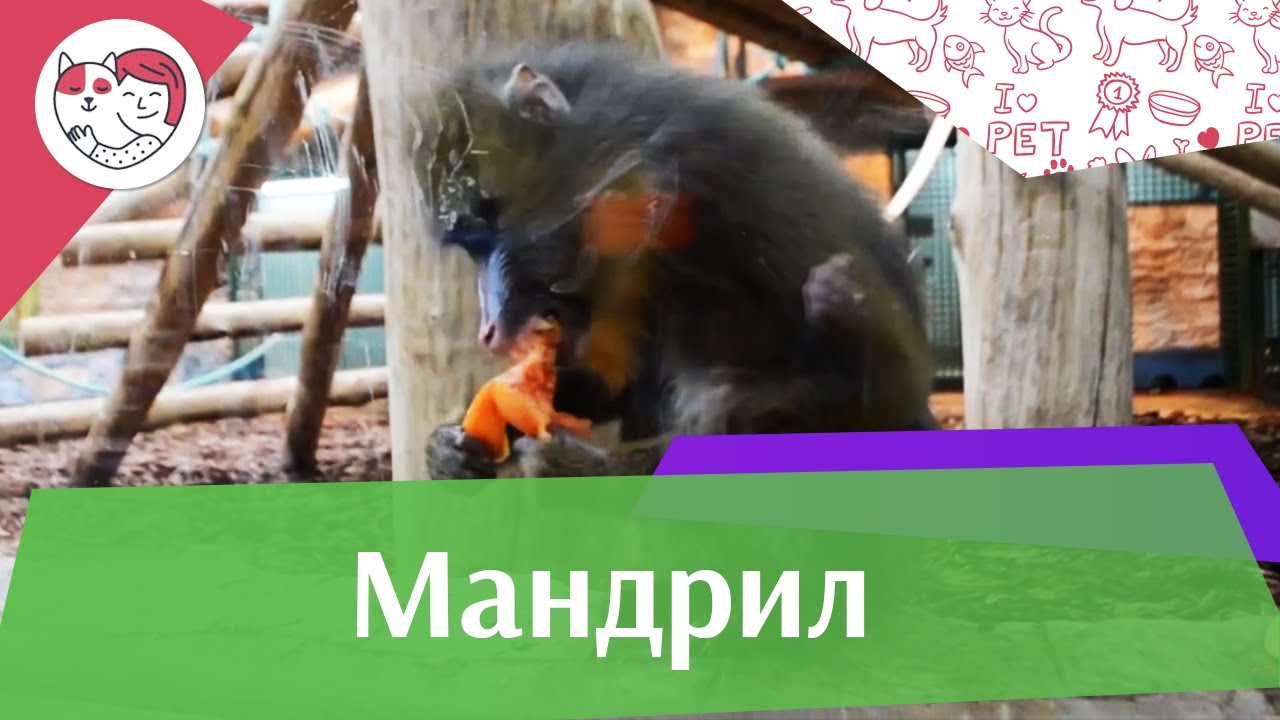 Мандрил Питание на ilikepet