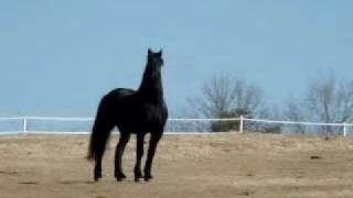 preview picture of video 'Rein A.  -  Friesian Gelding'