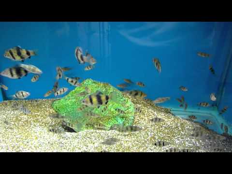 Puntius Nigrofasciatus (Black Ruby Barb)