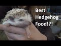 Best Food For Pet Hedgehogs?!?