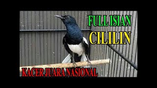 Download lagu MASTERAN KACER JUARA NASIONAL ROLL TEMBAK CILILIN mp3 Download lagu MASTERAN KACER JUARA NASIONAL ROLL TEMBAK CILILIN mp3