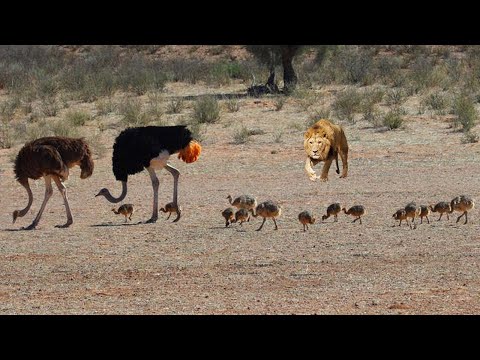 SINGA MENYERANG ANAK BURUNG UNTA, 11 Momen SERU Hewan Liar Terekam Kamera