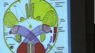 4) Dr.Jihan 14/4/2015 [ Medial longitudinal bundle - Medulla - Visual pathway ]